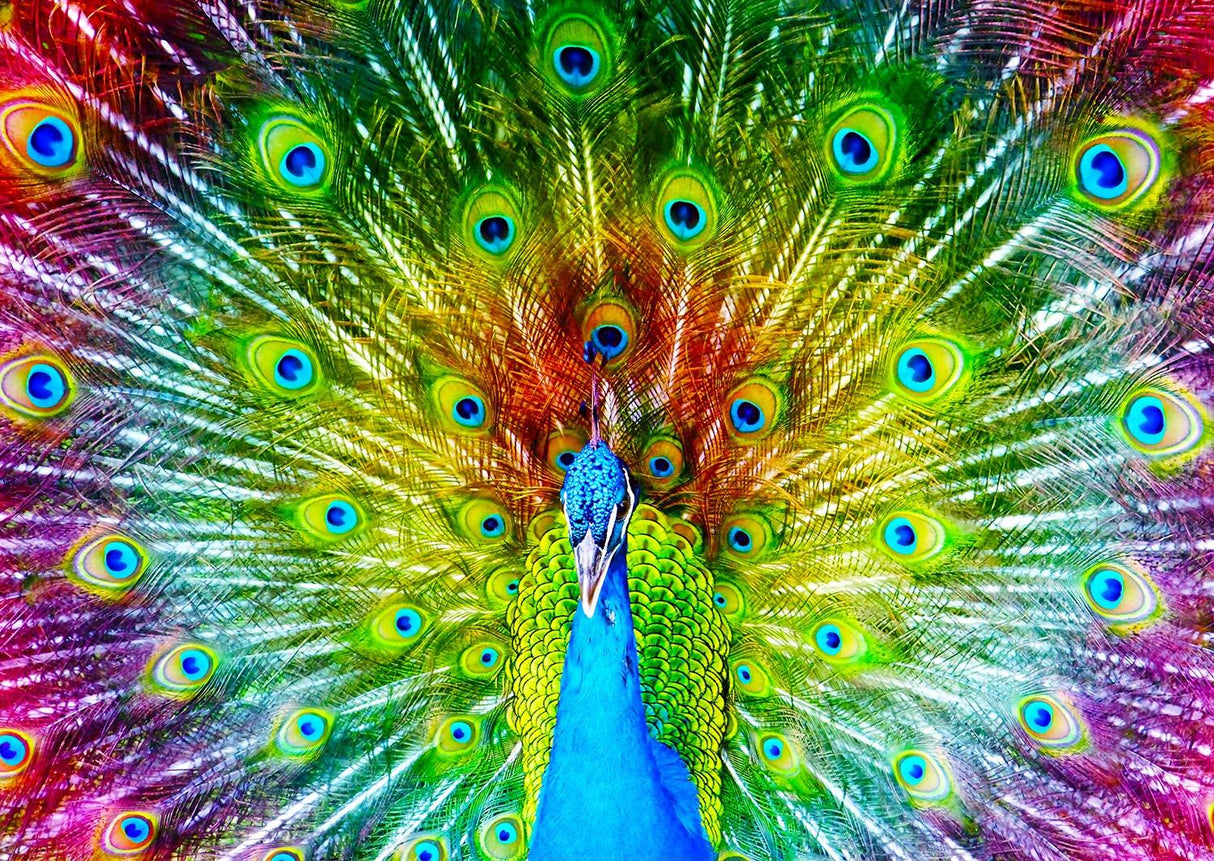 Enjoy Puzzle - Colorful Peacock - 1000 piece puzzle
