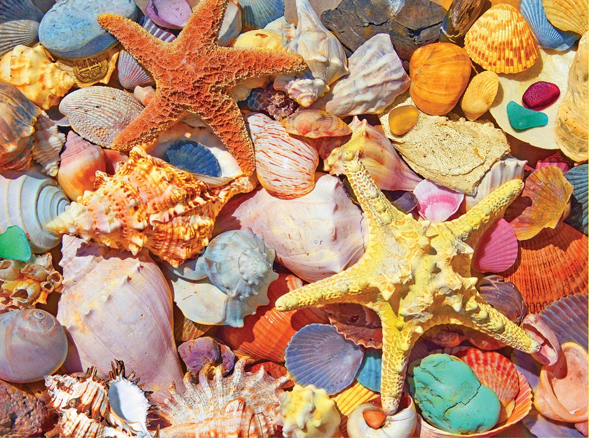 White Mountain Puzzles Beach Shells - 500 Piece Jigsaw Puzzle