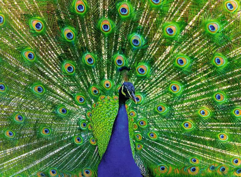 Ravensburger Peacock 500 Pc Puzzle