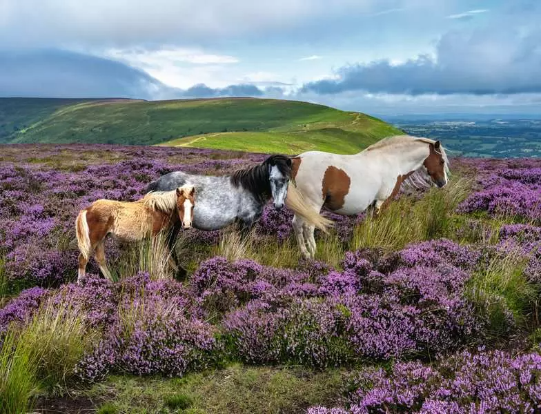 Ravensburger Wild Horses in the Heather 2000 Pc