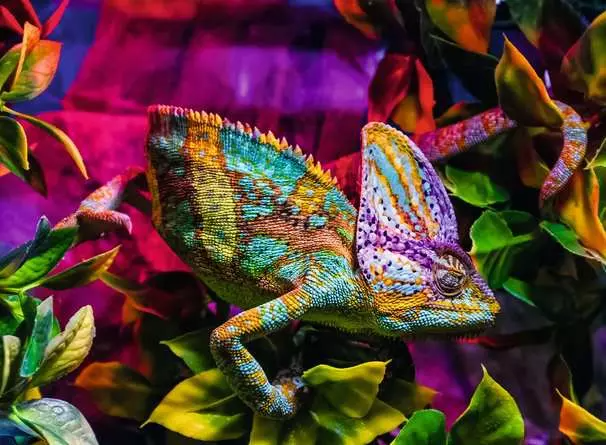 Ravensburger Chameleon 500 Pc Puzzle