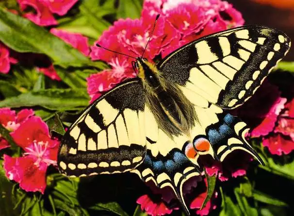 Ravensburger Butterfly 500 Pc Puzzle