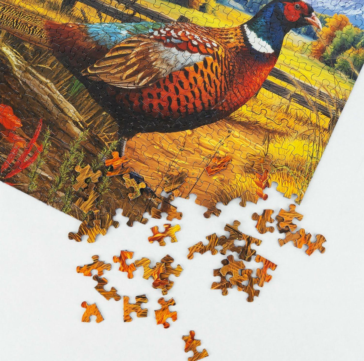 Springbok Golden Fields Pheasant 500Pc