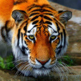 Crystal Art Diamond Painting Card Kit - Tiger- Create Your Own 7"x7" Card Kit - for Ages 8 and up