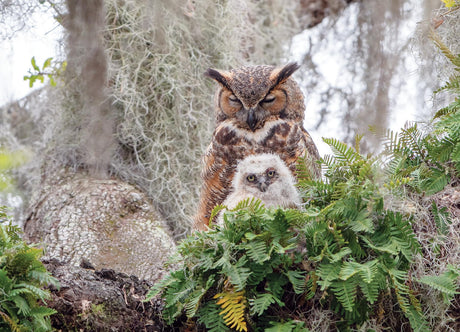 Cobble Hill 1000 Piece Puzzle - Great Horned Owl - Sample Poster Included