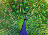 Ravensburger Peacock 500 Pc Puzzle