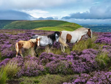 Ravensburger Wild Horses in the Heather 2000 Pc