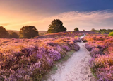 Ravensburger Pink Pathway 1000 Pc Puzzle