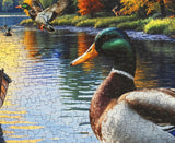 Springbok Mallard Morning Glow Limited Release 1000Pc