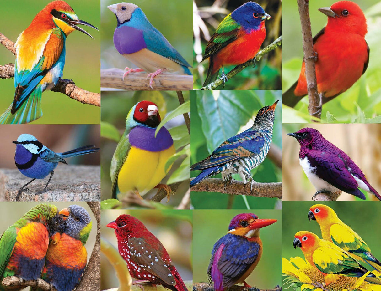 Springbok Birds Of Paradise 350 Piece Jigsaw Puzzle